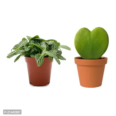 Phulwa combo of 2 Plant Fittonia Green Nerve Live Plant with Pot and Heart Hoya Succulent Live Plant with Pot-thumb0