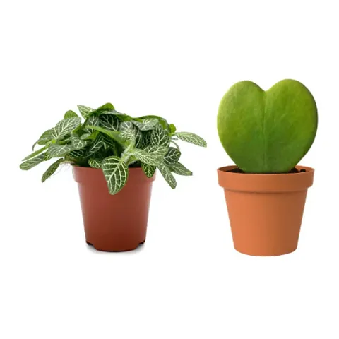 Best Selling Plant & Planters 