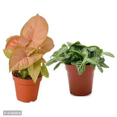 Phulwa combo set of 2 Plants | fittonia Plant and  Syngonium Pink Plant-thumb0