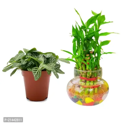 Phulwa combo set of 2 Plant fittonia and 2 Layer Lucky Bamboo