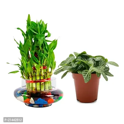 Phulwa combo set of 2 Plant fittonia Plant and 3 Layer Lucky Bamboo Plant