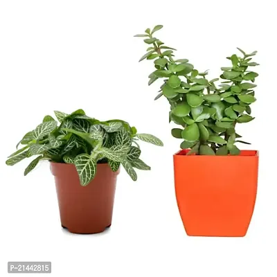 Combo Set of 2 Plants |  fittonia Plant and Jade Plant
