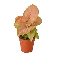 Phulwa combo set of 2 Plants Monstera plant and Pink Syngonium-thumb2