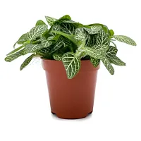 Combo Set of 2 Plants |  fittonia Plant and Jade Plant-thumb1