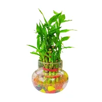 Phulwa combo set of 2 Plant fittonia and 2 Layer Lucky Bamboo-thumb1