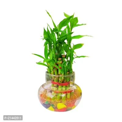 Phulwa combo set of 2 Plant fittonia and 2 Layer Lucky Bamboo-thumb2