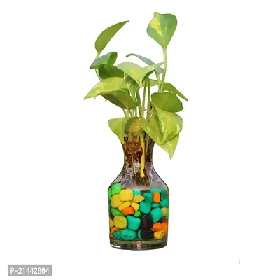 Phulwa combo set of 2 Plants |  fittonia Plant and Green Money Plant-thumb3