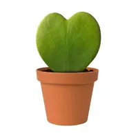 Phulwa combo of 2 Plant Fittonia Green Nerve Live Plant with Pot and Heart Hoya Succulent Live Plant with Pot-thumb1