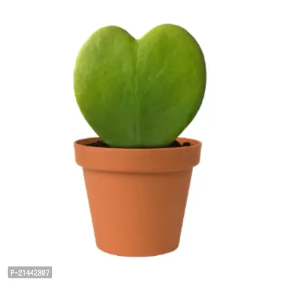Phulwa combo of 2 Plant Fittonia Green Nerve Live Plant with Pot and Heart Hoya Succulent Live Plant with Pot-thumb2