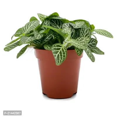 Phulwa combo of 2 Plant Fittonia Green Nerve Live Plant with Pot and Heart Hoya Succulent Live Plant with Pot-thumb3