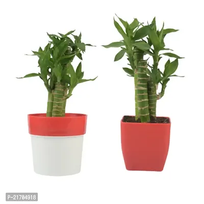 Phulwa combo Set of 2  Cut Leaf Bamboo  | Bamboo Plant | Lucky Plant | Good Luck Plant | Best Decor | Green Gift | Best Gift for office