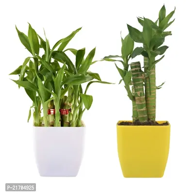 Phulwa combo set of 2 Plant Cut Leaf Bamboo and Lucky Bamboo | Bamboo Plant | Lucky Plant | Good Luck Plant | Best Decor | Green Gift | Best Gift for office
