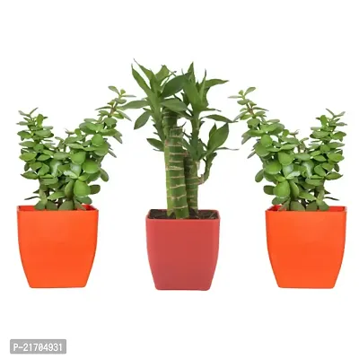 Phulwa combo set of 3 Plant Cut Leaf Bamboo and Two Jade Plant | Bamboo Plant | Lucky Plant | Good Luck Plant | Best Decor | Green Gift | Best Gift for office