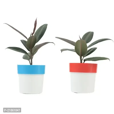 Phulwa combo set of 2 Rubber Plant with Red N White and Blue N white Pot- Best Air purified Plant-Best gift for health-thumb0