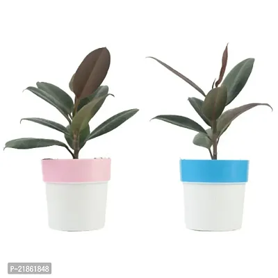 Phulwa combo set of 2 Rubber Plant with Pink N White and Blue N white Pot- Best Air purified Plant-Best gift for health