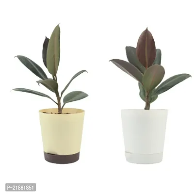 Phulwa combo set of 2 Plant of Rubber Plant | NASA Approved Plant | Air-Purified Plants| Green Gift| Best Plant for Office Desk| Home Decor-thumb0