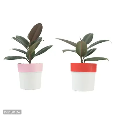 Phulwa combo set of 2 Plant Rubber Plant | NASA Approved Plant | Air-Purified Plants| Green Gift| Best Plant for Office Desk| Home Decor