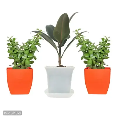 Phulwa combo set of 3 Plants Rubber Plant and  2Jade Plants | Green Gift| Best Plant for Office Desk| Home Decor