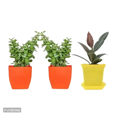 Phulwa combo set of 3 Plant Rubber Plant and Two Jade Plant with Orange and Yellow Pot | Rubber Plant |Air-purified Plant| Best Decor | Green Gift | Best Gift for office
