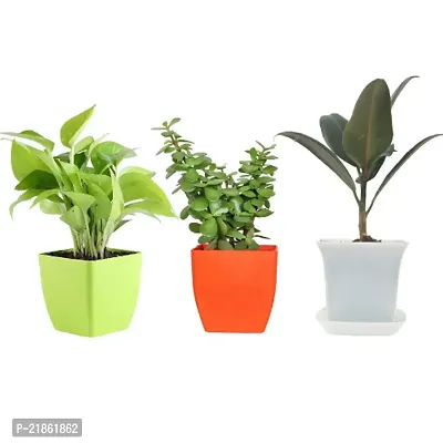 Phulwa Combo set of 3 Plant Golden Money Plant, Jade and Rubber Plant| Great fortune Plant | Office Desktop Plant | Great Gift for Success