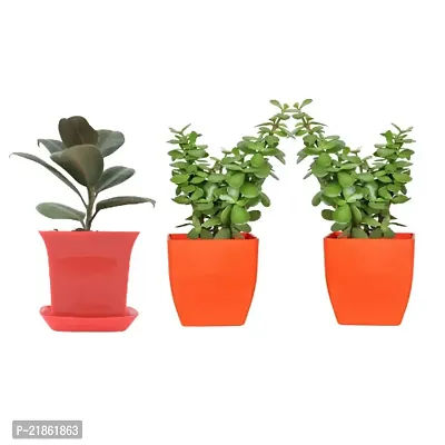 Phulwa combo set of 3 Plant Rubber Plant and Two Jade Plant with Orange and Red Ruby Pot | Rubber Plant |Air-purified Plant| Best Decor | Green Gift | Best Gift for office