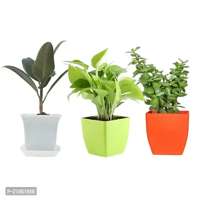 Phulwa combo set of 3 Plant Rubber plant, Golden Money Plant and Jade Plant | NASA Approved Plant | Air-Purified Plants| Green Gift| Best Plant for Office Desk| Home Decor