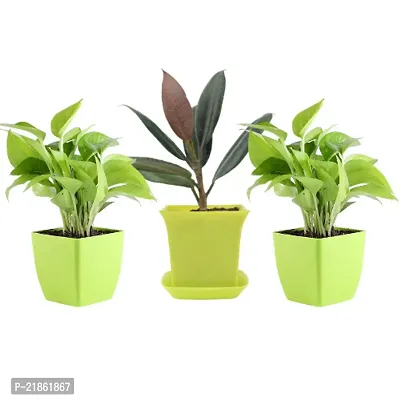 Phulwa combo set of 3 Plant of Rubber Plant and 2 Golden Money Plant|  NASA Approved Plant | Air-Purified Plants| Green Gift| Best Plant for Office Desk| Home Decor
