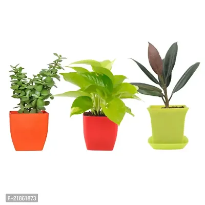 Phulwa combo set of 3 Plants Rubber Plant, Green Money Plant and  Jade Plants | Green Gift| Best Plant for Office Desk| Home Decor-thumb0