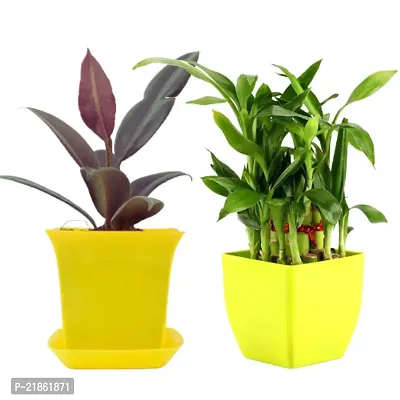 Phulwa Combo set of 2 Plant Rubber Plant and  2 Layer Lucky bamboo Plant  with Yellow Pot-Best Indoor Plant-Air-purified Plant Best Gift for Good Health