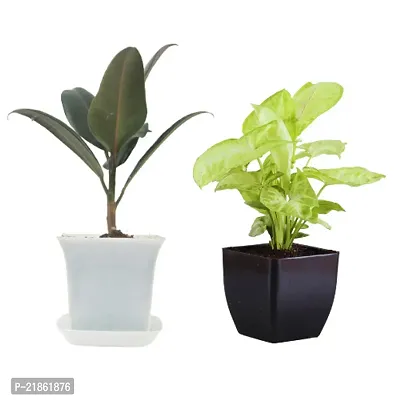 Phulwa combo set of 2 plant rubber plant syngonium Plant | NASA Approved Plant | Air-Purified Plants| Green Gift| Best Plant for Office Desk| Home Decor-thumb0