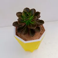 Phulwa Echeveria Melaco Succulent Plant with Yellow  Pot | Low Maintenance Plant | Miniature Garden Plant | Chocolate Rose-thumb1