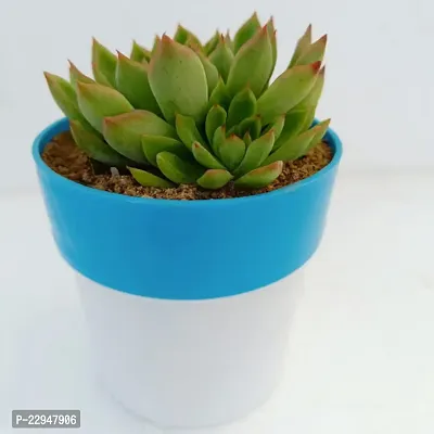 Phulwa  Echeveria agavoides lsquo;Red Tiprsquo; Succulent Plant | Low Maintenance Plant | Miniature Garden Plant-thumb0