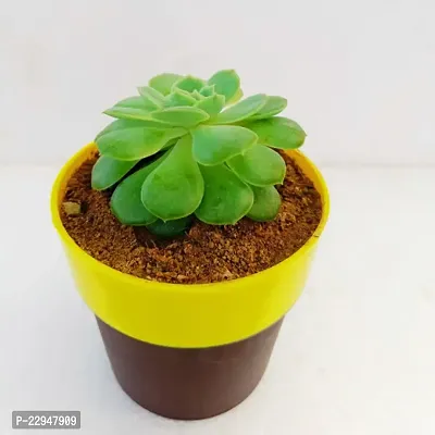 Phulwa Echeveria Greenovia aurea Succulent Plant|  Succulent Plant | Low Maintenance Plant | Miniature Garden Plant | Green Rose