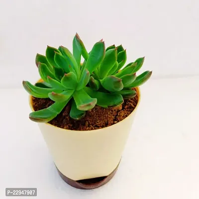 Phulwa Echeveria Pulidonis Succulent Plant self-waterinng Pot | Low Maintenance Plant | Miniature Garden Plant| Indoor  Outdoor Plants | Gift for Birthday | Home Decorative Cacti  Succulents