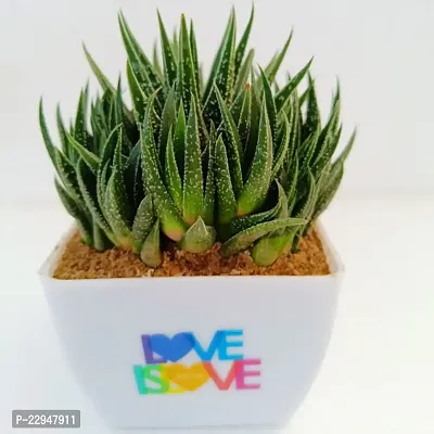 Phulwah Haworthia Attenuata Cluster with 4 White and Pink Pot | Zebra Plant |Miniture Plant| Zebra Cactus - Rooted Succulent Plant in 4 Pot| Love Gift-thumb0