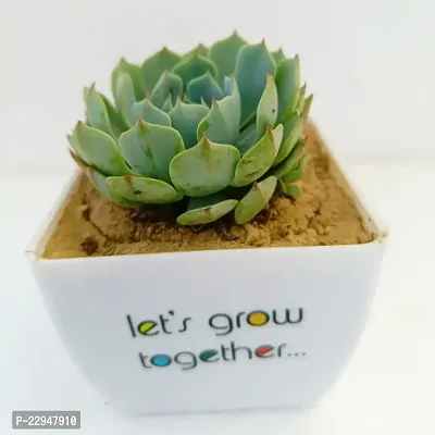 Phulwa  Echeveria Lola Succulent Plant with White | Low Maintenance Plant | Miniature Garden Plant| Indoor  Outdoor Plants | Gift for Birthday | Home Decorative Cacti  Succulents | Team