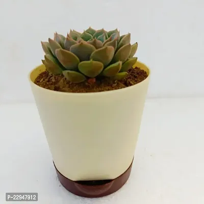 Phulwa Vishnu Kamal Succulent Plant with Off White self-watering | Low Maintenance Plant | Miniature Garden Plant| Indoor  Outdoor Plants | Gift for Birthday | Home Decorative Cacti  Succulents