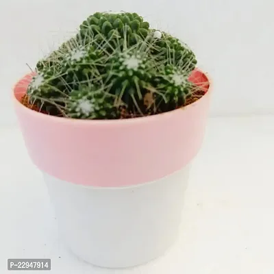 Phulwa Mammillaria Geminispina Ball Cactus with Pink and White Pot | Low Maintenance Plant |  Miniature Garden Plant| Indoor  Outdoor Plants | Gift for Birthday | Home Decorative Cacti  Succulents