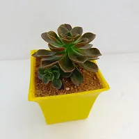 Phulwa Echeveria Melaco Succulent Plant with Yellow Ruby Pot | Low Maintenance Plant | Miniature Garden Plant | Chocolate Rose-thumb3