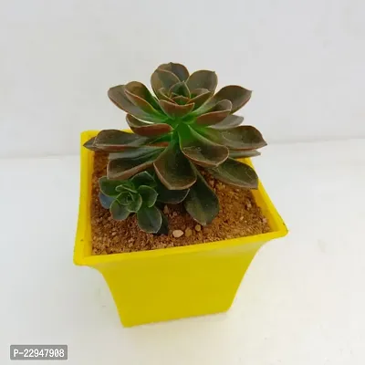 Phulwa Echeveria Melaco Succulent Plant with Yellow Ruby Pot | Low Maintenance Plant | Miniature Garden Plant | Chocolate Rose-thumb4