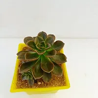 Phulwa Echeveria Melaco Succulent Plant with Yellow Ruby Pot | Low Maintenance Plant | Miniature Garden Plant | Chocolate Rose-thumb1