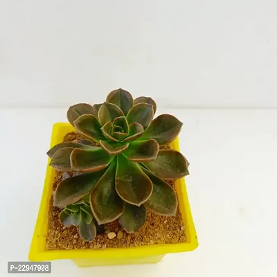 Phulwa Echeveria Melaco Succulent Plant with Yellow Ruby Pot | Low Maintenance Plant | Miniature Garden Plant | Chocolate Rose-thumb2