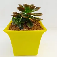 Phulwa Echeveria Melaco Succulent Plant with Yellow Ruby Pot | Low Maintenance Plant | Miniature Garden Plant | Chocolate Rose-thumb2