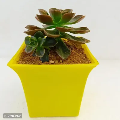 Phulwa Echeveria Melaco Succulent Plant with Yellow Ruby Pot | Low Maintenance Plant | Miniature Garden Plant | Chocolate Rose-thumb3