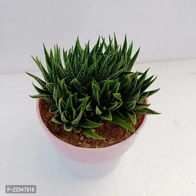 Phulwa Haworthia Attenuata Cluster with 4 White and Pink Pot | Zebra Plant |Miniture Plant| Zebra Cactus - Rooted Succulent Plant in 4 Pot-thumb0