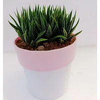 Phulwa Haworthia Attenuata Cluster with 4 White and Pink Pot | Zebra Plant |Miniture Plant| Zebra Cactus - Rooted Succulent Plant in 4 Pot-thumb1