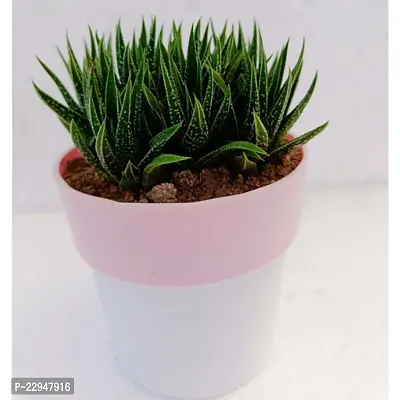 Phulwa Haworthia Attenuata Cluster with 4 White and Pink Pot | Zebra Plant |Miniture Plant| Zebra Cactus - Rooted Succulent Plant in 4 Pot-thumb2