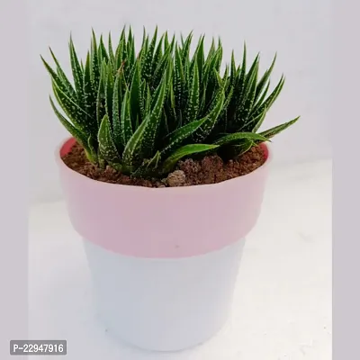 Phulwa Haworthia Attenuata Cluster with 4 White and Pink Pot | Zebra Plant |Miniture Plant| Zebra Cactus - Rooted Succulent Plant in 4 Pot-thumb3