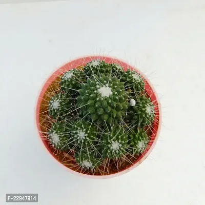 Phulwa Mammillaria Geminispina Ball Cactus with Pink and White Pot | Low Maintenance Plant |  Miniature Garden Plant| Indoor  Outdoor Plants | Gift for Birthday | Home Decorative Cacti  Succulents-thumb3