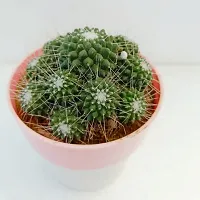 Phulwa Mammillaria Geminispina Ball Cactus with Pink and White Pot | Low Maintenance Plant |  Miniature Garden Plant| Indoor  Outdoor Plants | Gift for Birthday | Home Decorative Cacti  Succulents-thumb1